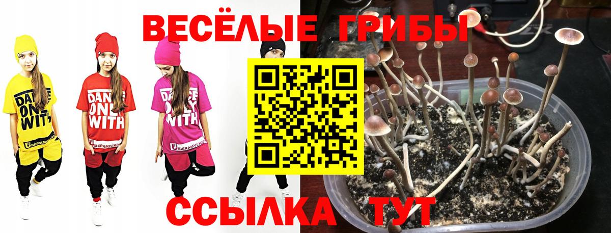 Псилоцибиновые грибы Cubensis  Вход с VPN  Лесной 